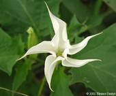 Datura stramonium