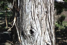 northern white-cedar, Thuja occidentalis  (Pinales: Cupressaceae)